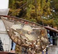 Velké zjednodušení pro rybáře. Pravidla pro žadatele a příjemce z jarních výzev OP Rybářství zredukovalo Ministerstvo zemědělství o 30 %